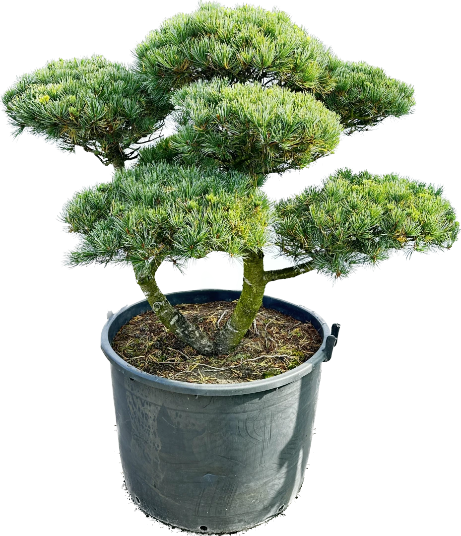Pinus parviflora 'Negishi' (Sosna drobnokwiatowa 'Negishi')