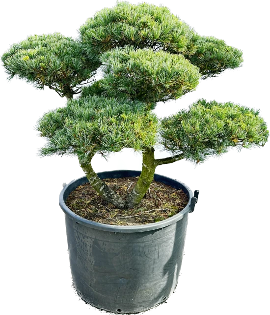 Pinus parviflora 'Negishi' (Sosna drobnokwiatowa 'Negishi')