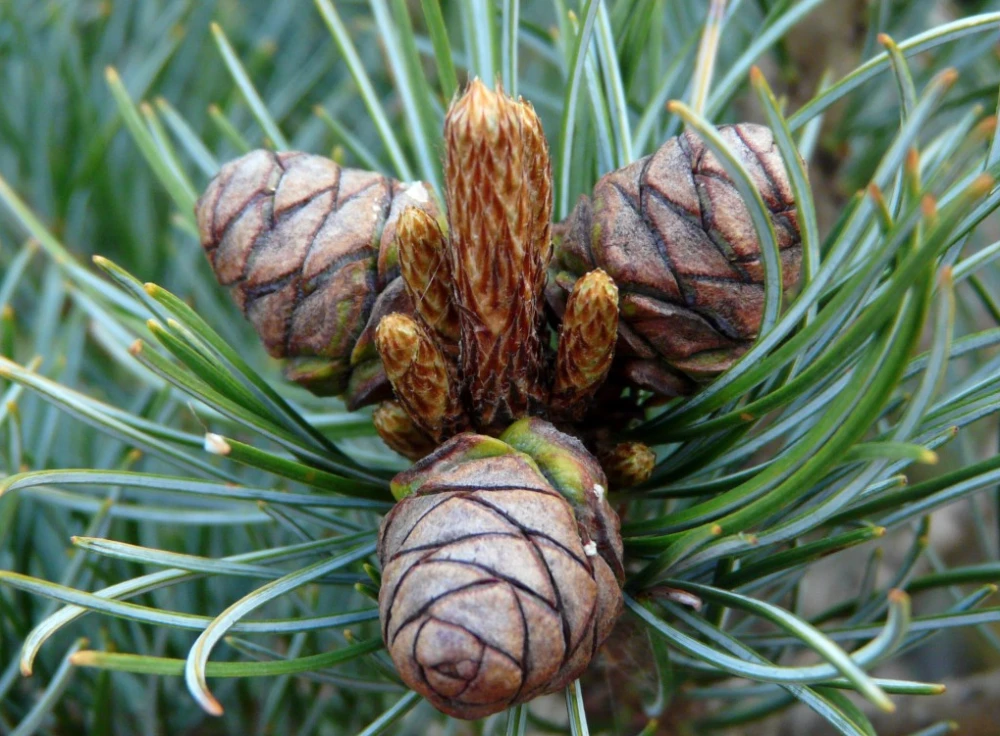 Pinus parviflora 'Negishi' (Sosna drobnokwiatowa 'Negishi')