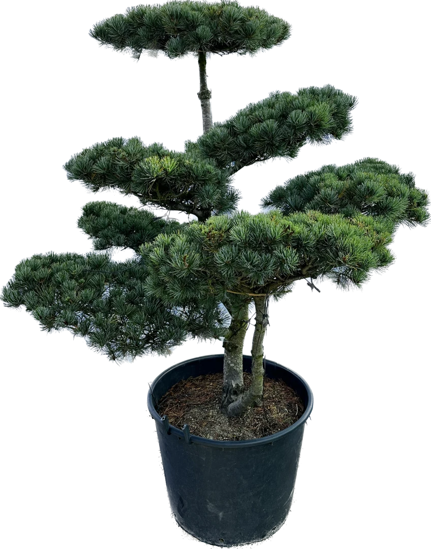 Pinus parviflora 'Tempelhof' (Sosna drobnokwiatowa 'Tempelhof')