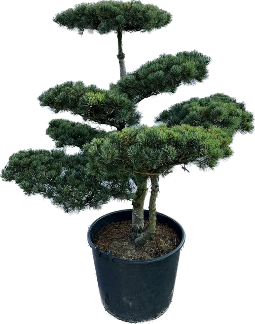 Pinus parviflora 'Tempelhof' (Sosna drobnokwiatowa 'Tempelhof')