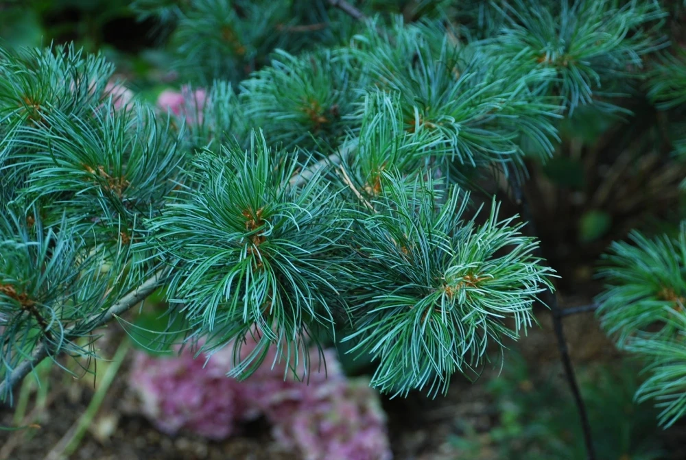 Pinus parviflora 'Tempelhof' (Sosna drobnokwiatowa 'Tempelhof')