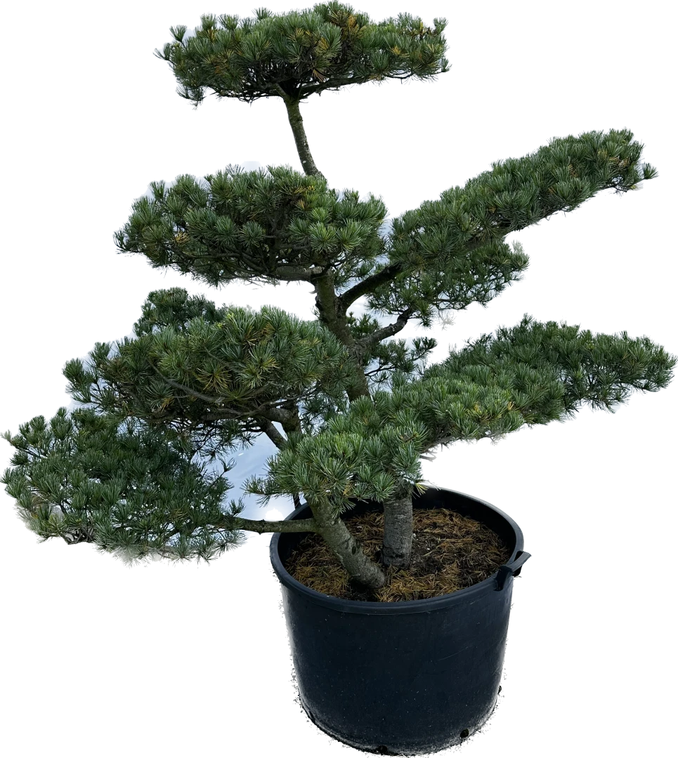 Pinus parviflora 'Tempelhof' (Sosna drobnokwiatowa 'Tempelhof')