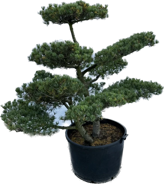 Pinus parviflora 'Tempelhof' (Sosna drobnokwiatowa 'Tempelhof')
