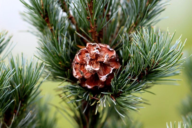 Pinus parviflora 'Tempelhof' (Sosna drobnokwiatowa 'Tempelhof')
