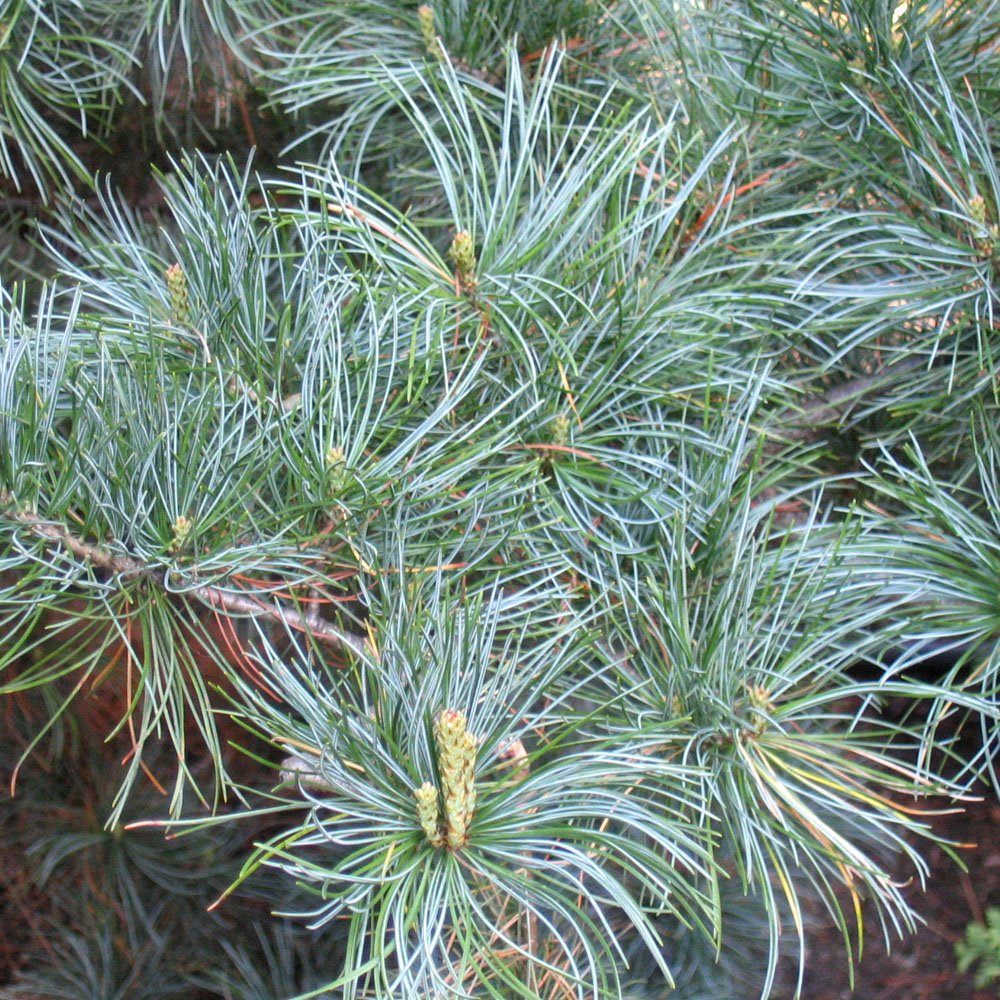 Pinus parviflora 'Tempelhof' (Sosna drobnokwiatowa 'Tempelhof')