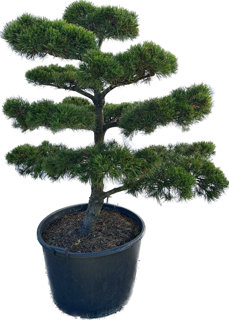 Pinus mugo 'Gnom' (Sosna górska 'Gnom')