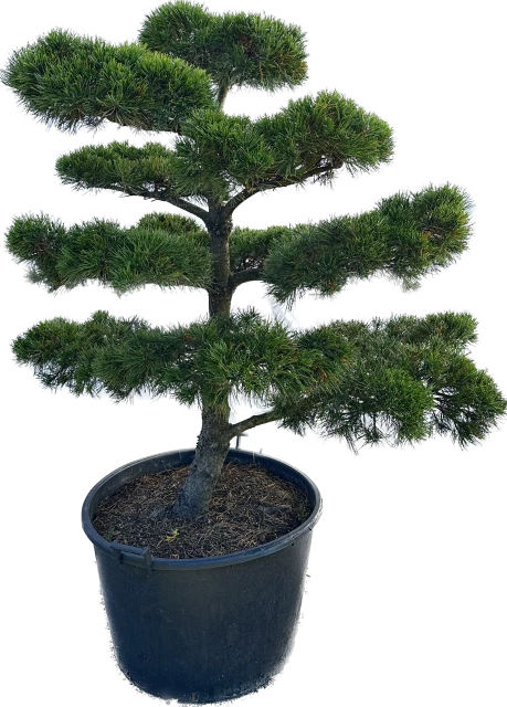 Pinus mugo 'Gnom' (Sosna górska 'Gnom')