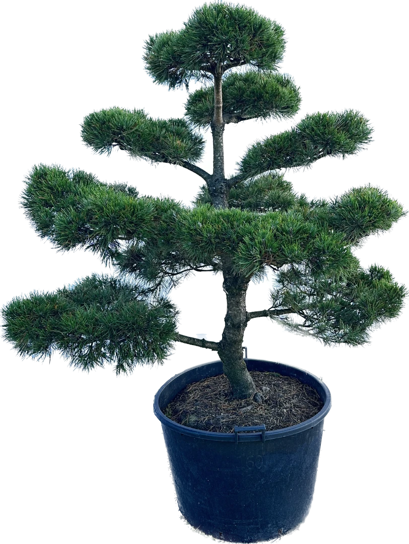 Pinus mugo 'Gnom' (Sosna górska 'Gnom')
