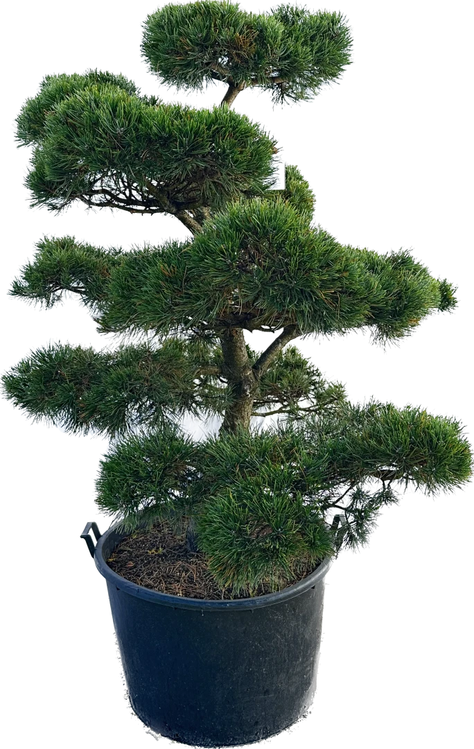 Pinus mugo 'Gnom' (Sosna górska 'Gnom')