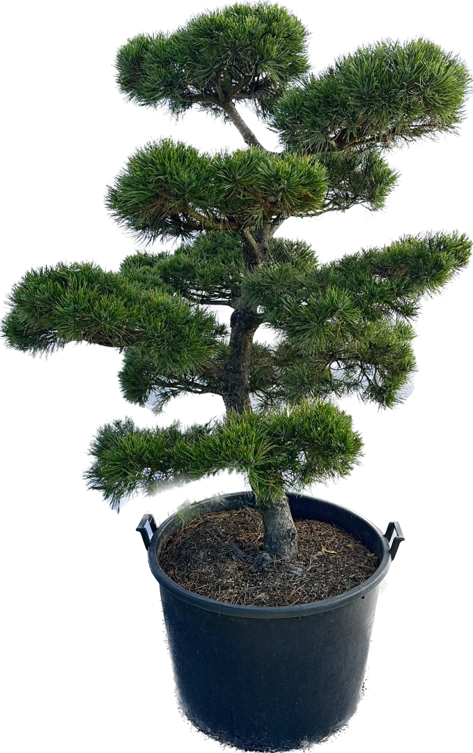 Pinus mugo 'Gnom' (Sosna górska 'Gnom')