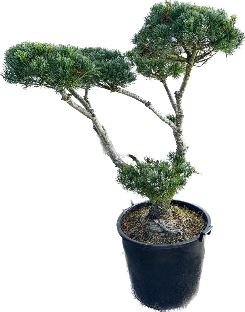 Pinus parviflora 'Glauca' (Sosna drobnokwiatowa 'Glauca')