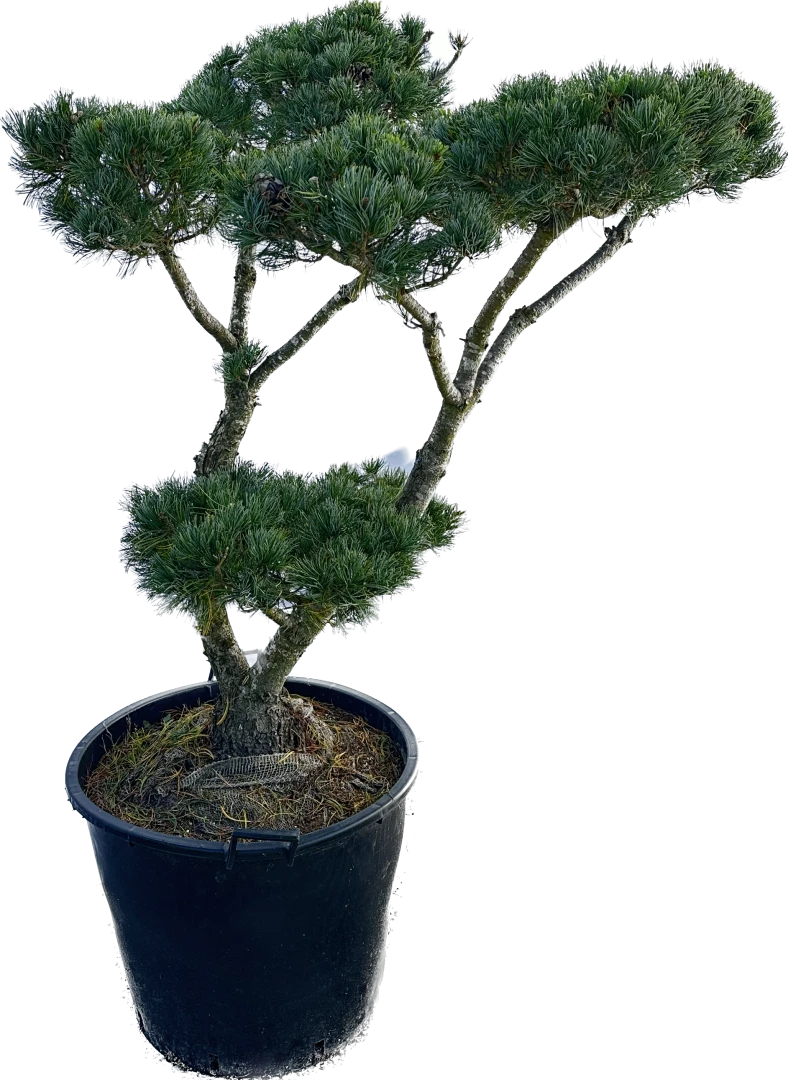 Pinus parviflora 'Glauca' (Sosna drobnokwiatowa 'Glauca')