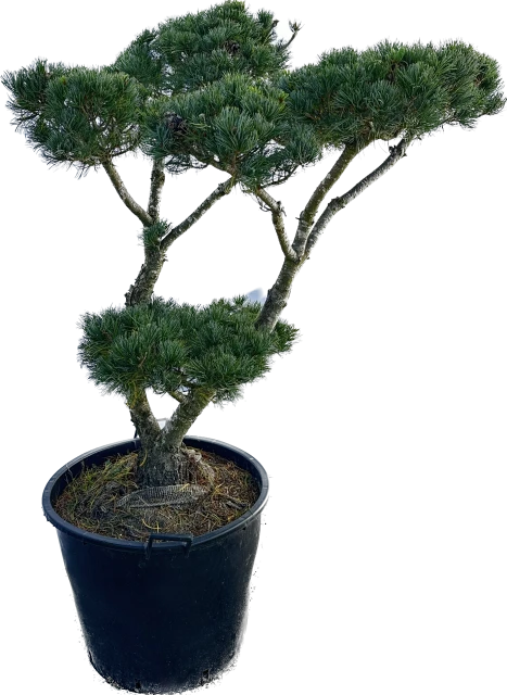 Pinus parviflora 'Glauca' (Sosna drobnokwiatowa 'Glauca')