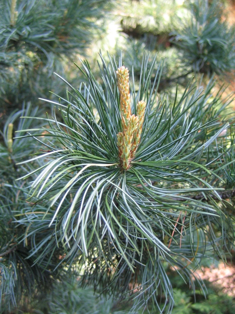 Pinus parviflora 'Glauca' (Sosna drobnokwiatowa 'Glauca')