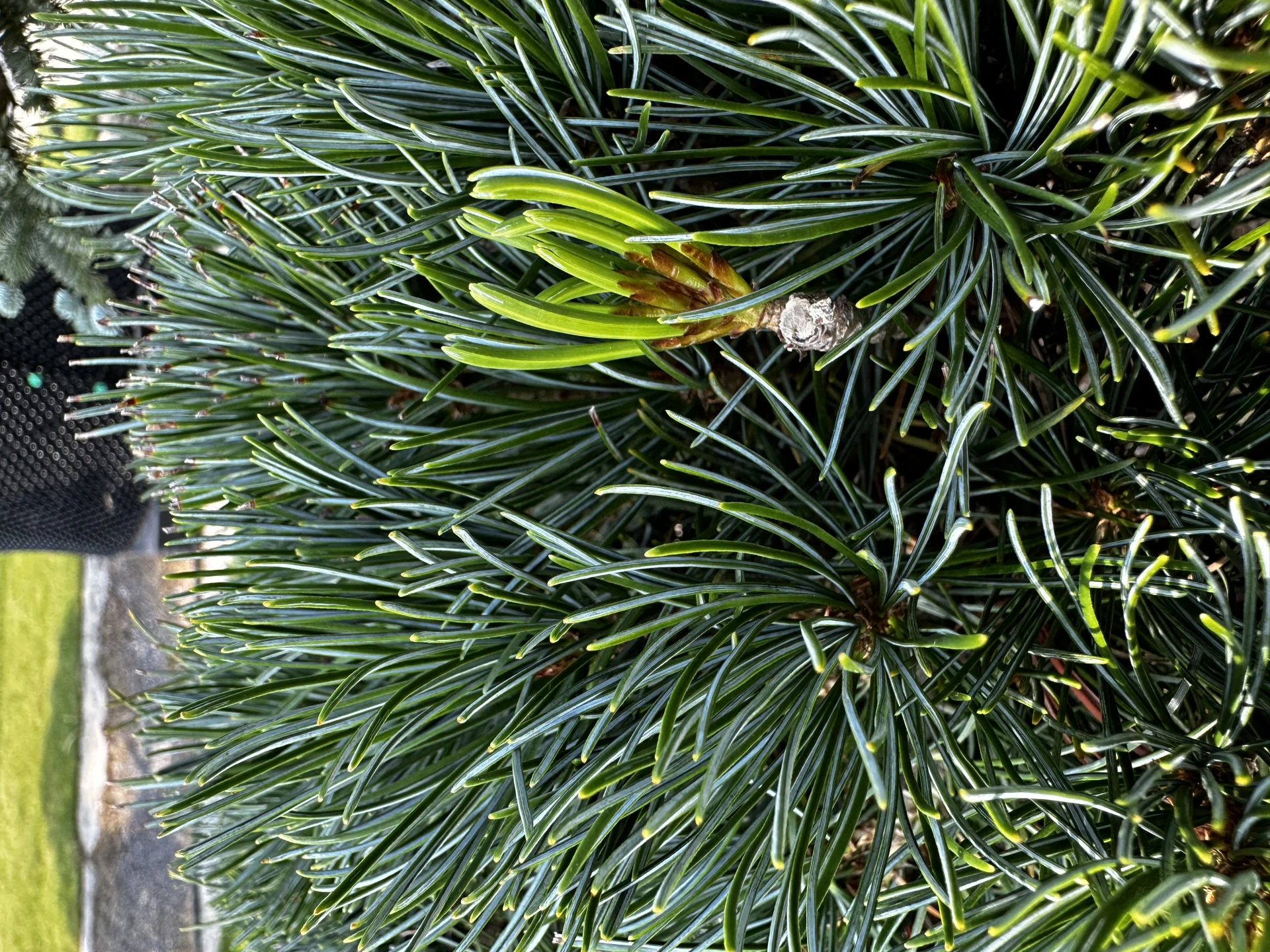 Pinus parviflora 'Glauca' (Sosna drobnokwiatowa 'Glauca')