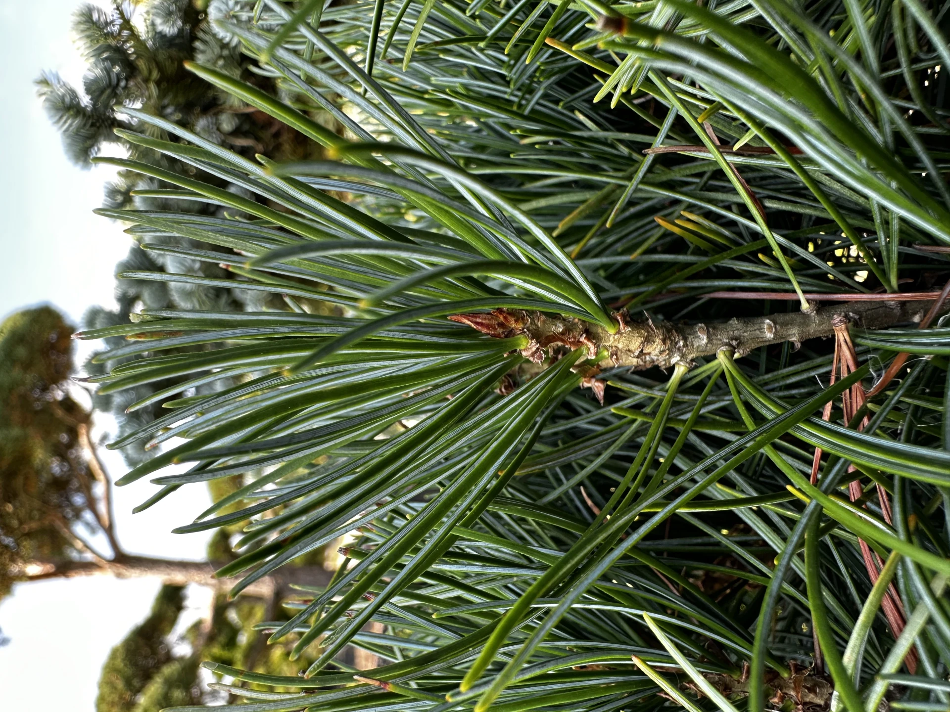 Pinus parviflora 'Glauca' (Sosna drobnokwiatowa 'Glauca')