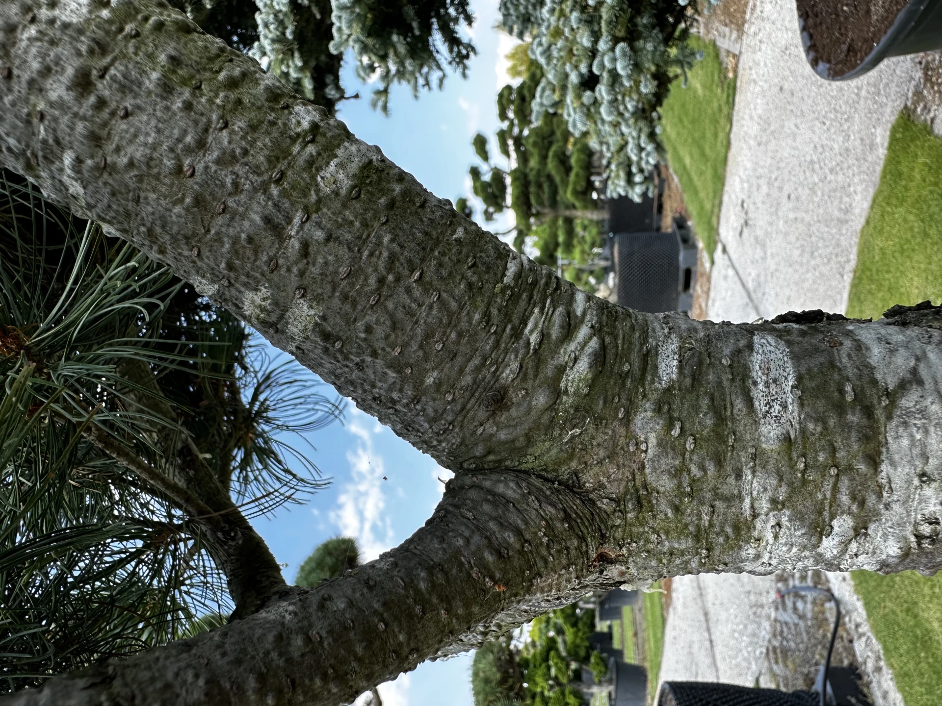 Pinus parviflora 'Glauca' (Sosna drobnokwiatowa 'Glauca')