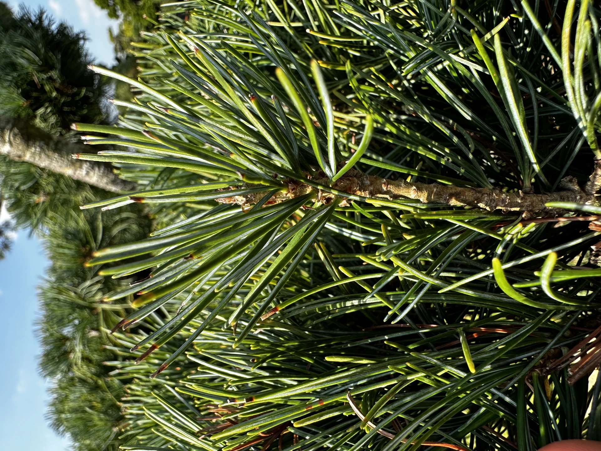 Pinus parviflora 'Glauca' (Sosna drobnokwiatowa 'Glauca')