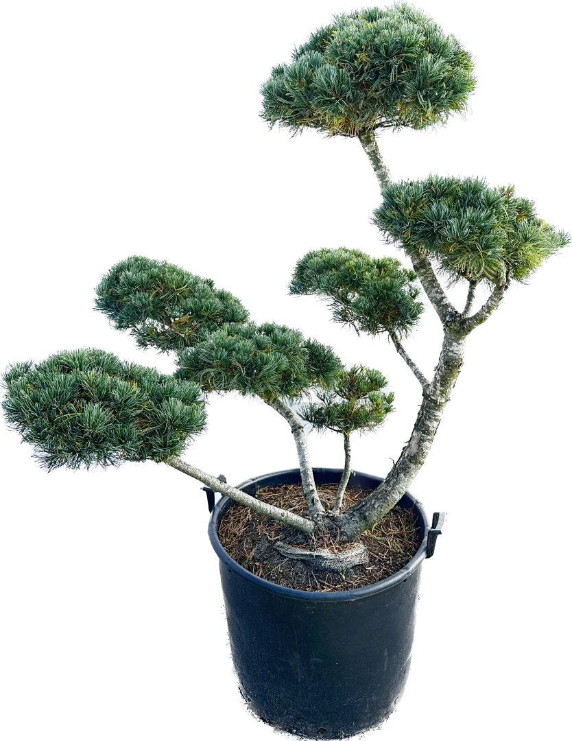 Pinus parviflora 'Glauca' (Sosna drobnokwiatowa 'Glauca')