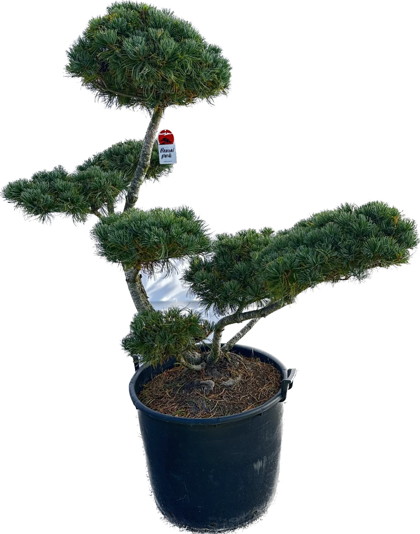 Pinus parviflora 'Glauca' (Sosna drobnokwiatowa 'Glauca')