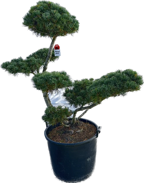 Pinus parviflora 'Glauca' (Sosna drobnokwiatowa 'Glauca')