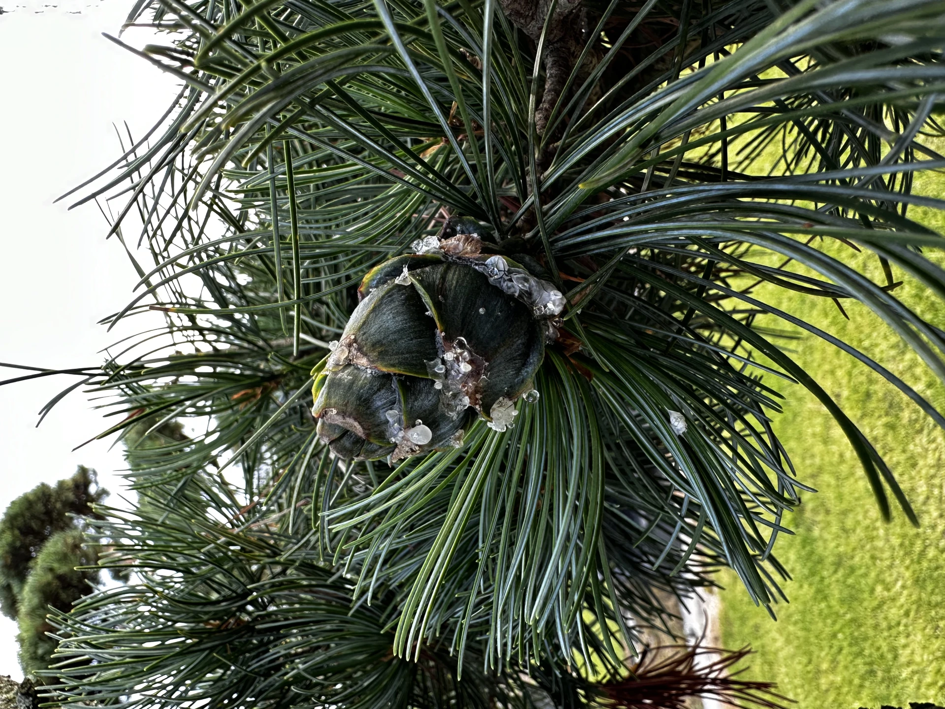 Pinus parviflora 'Glauca' (Sosna drobnokwiatowa 'Glauca')