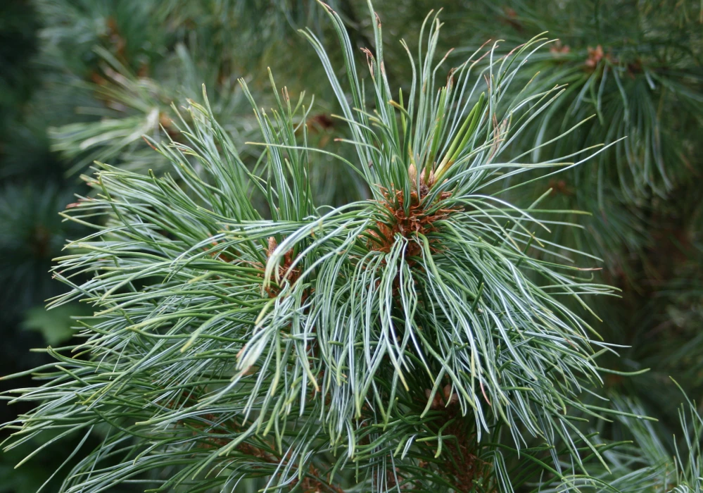 Pinus parviflora 'Glauca' (Sosna drobnokwiatowa 'Glauca')