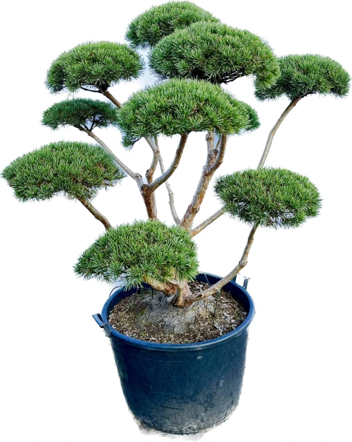 Pinus sylvestris 'Watereri' (Sosna pospolita 'Watereri')