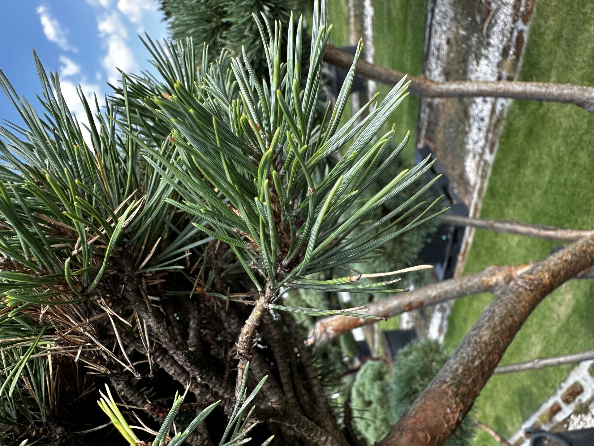 Pinus sylvestris 'Watereri' (Sosna pospolita 'Watereri')