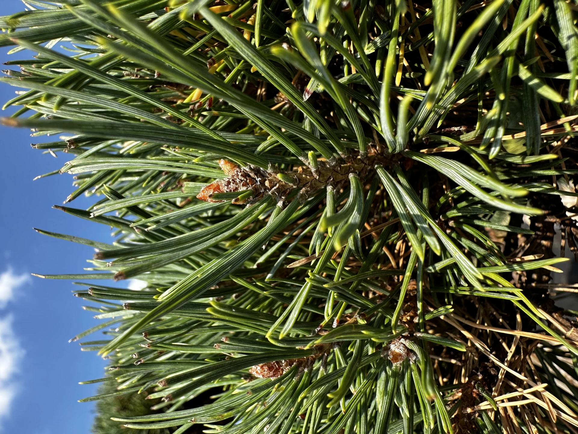 Pinus sylvestris 'Watereri' (Sosna pospolita 'Watereri')
