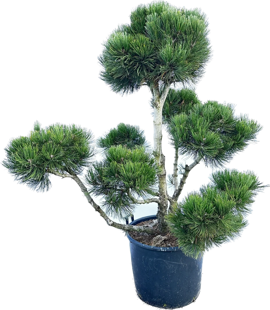 Pinus heldreichii (Sosna bośniacka )