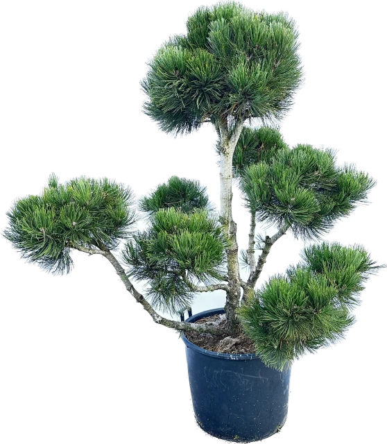 Pinus heldreichii (Sosna bośniacka )