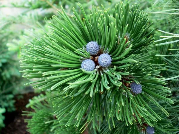 Pinus heldreichii (Sosna bośniacka )