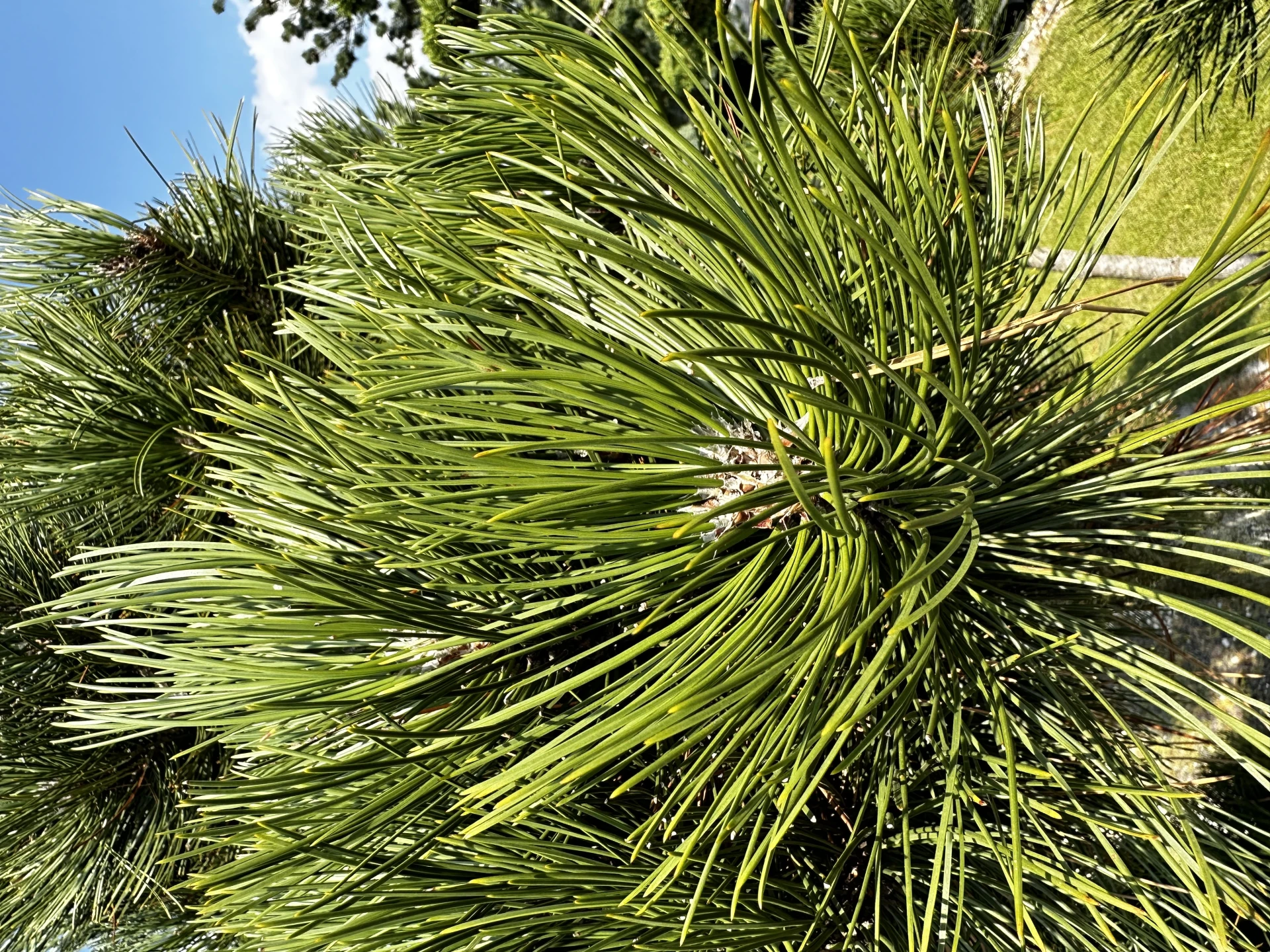 Pinus heldreichii (Sosna bośniacka )