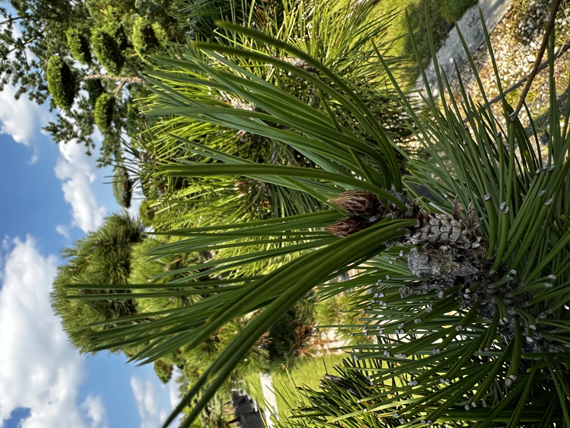 Pinus heldreichii (Sosna bośniacka )
