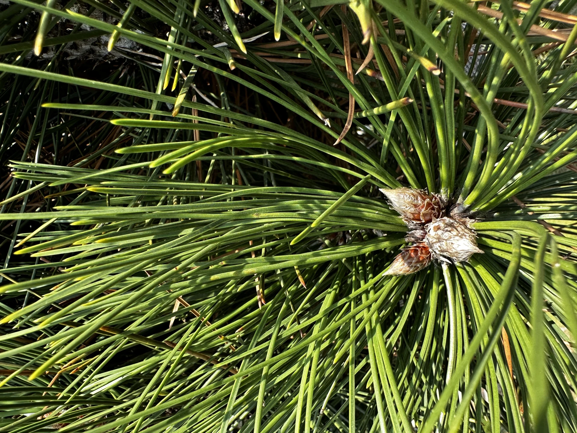Pinus heldreichii (Sosna bośniacka )