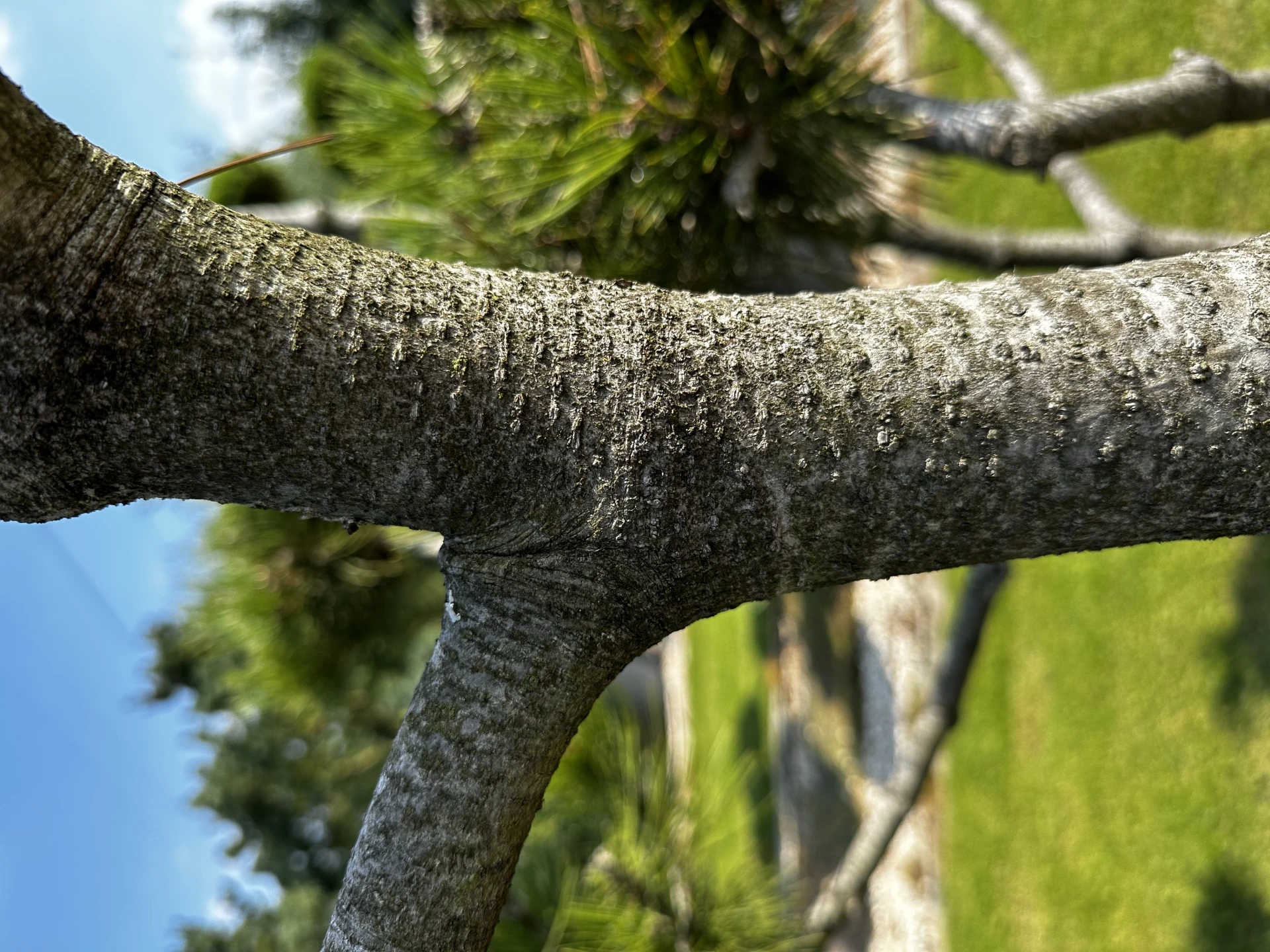 Pinus heldreichii (Sosna bośniacka )