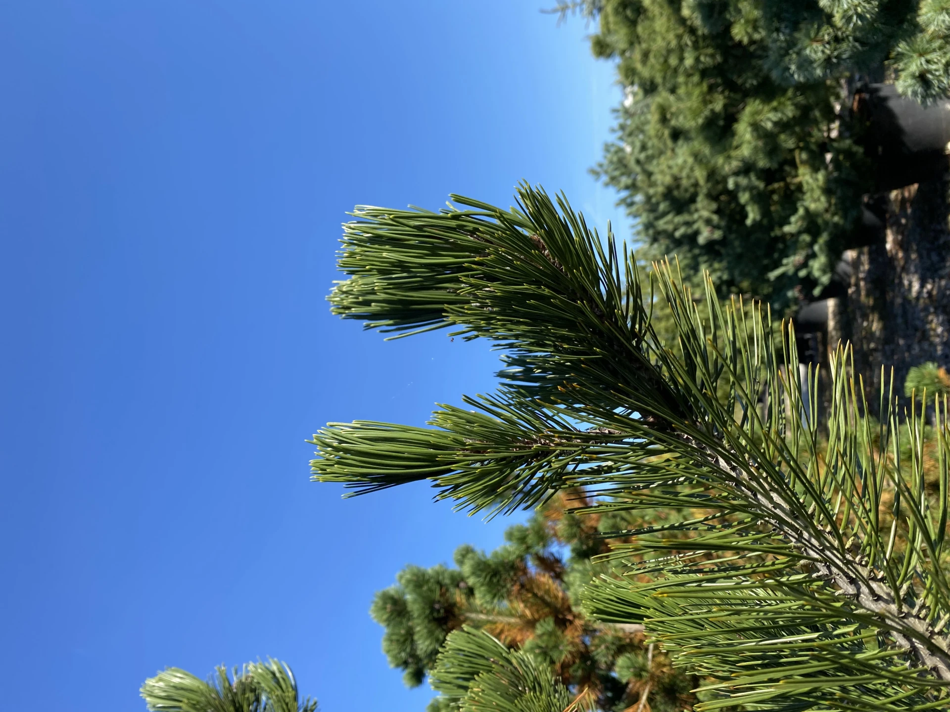 Pinus heldreichii (Sosna bośniacka )