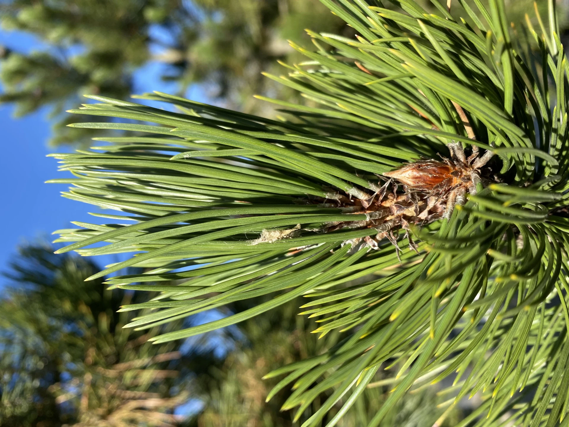 Pinus heldreichii (Sosna bośniacka )