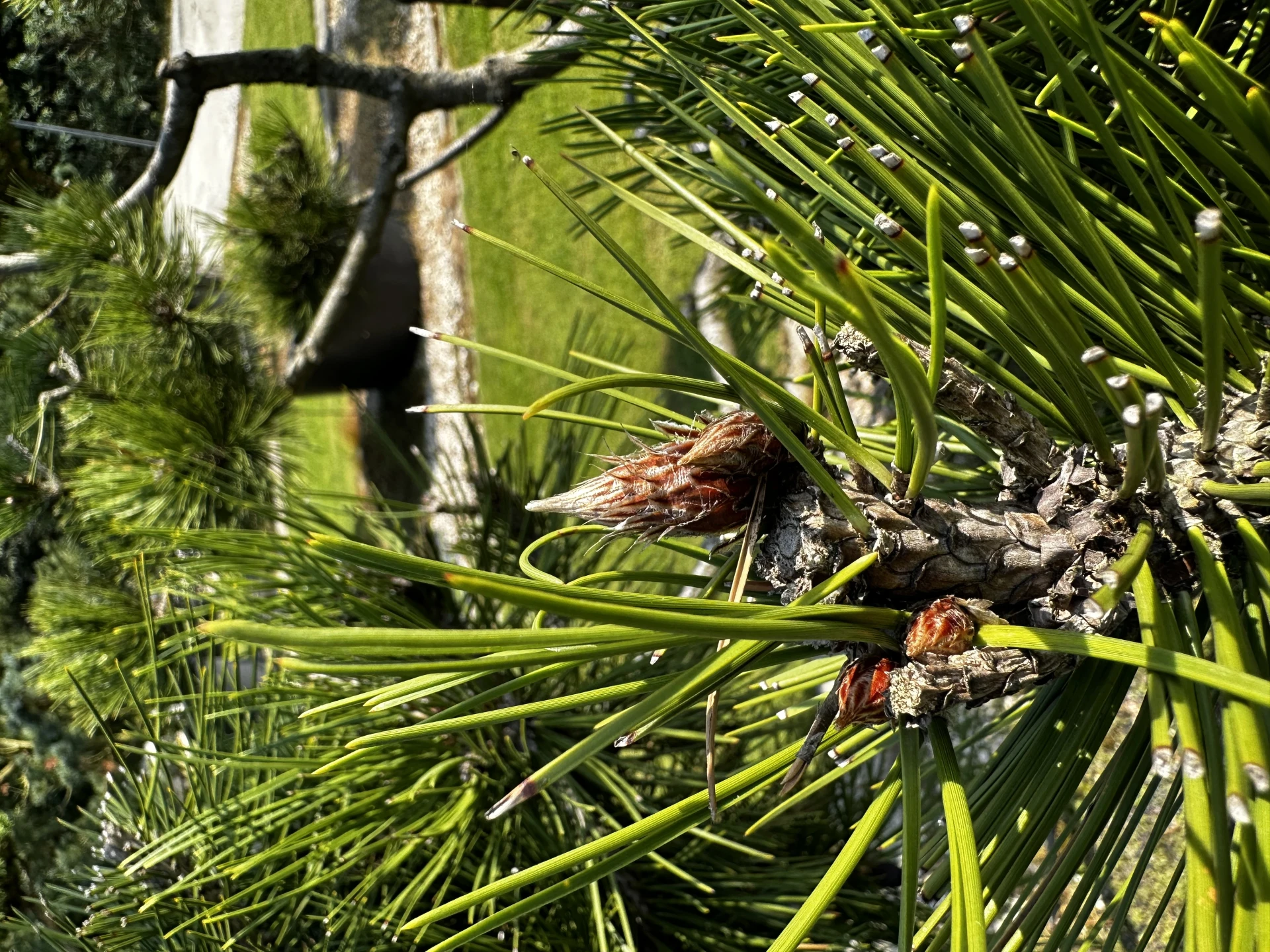 Pinus heldreichii (Sosna bośniacka )
