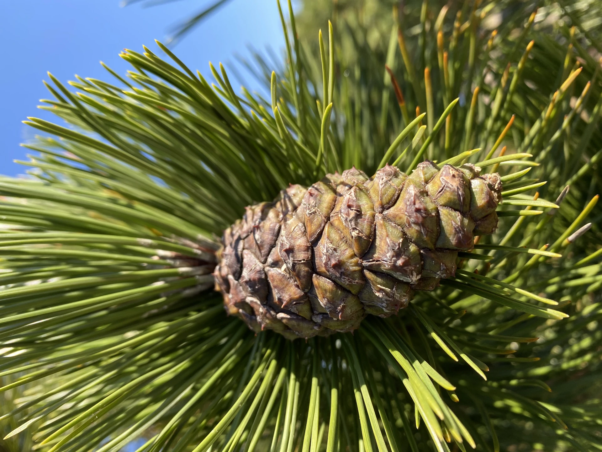 Pinus heldreichii (Sosna bośniacka )