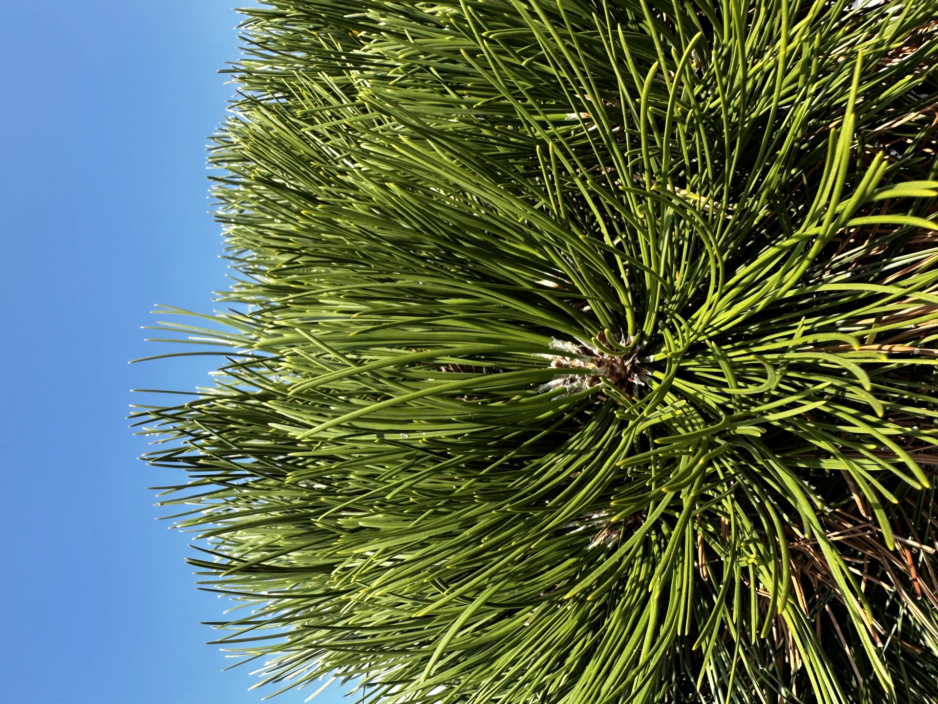 Pinus heldreichii (Sosna bośniacka )