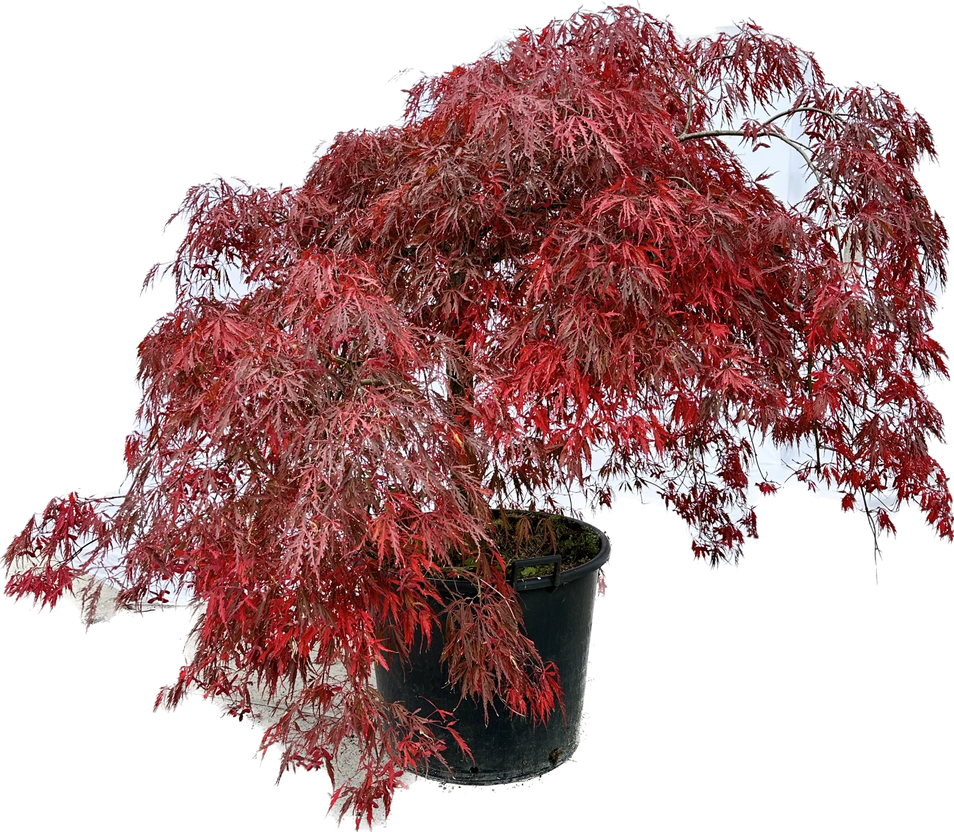 Acer palmatum 'Dissectum Garnet' (Klon palmowy 'Dissectum Garnet')