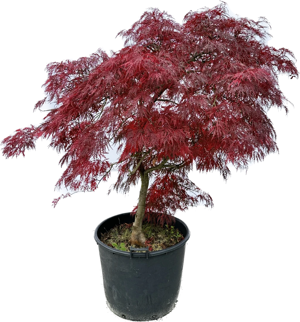 Acer palmatum 'Dissectum Garnet' (Klon palmowy 'Dissectum Garnet')