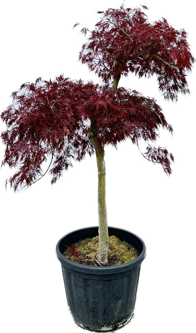 Acer palmatum 'Dissectum Garnet' (Klon palmowy 'Dissectum Garnet')