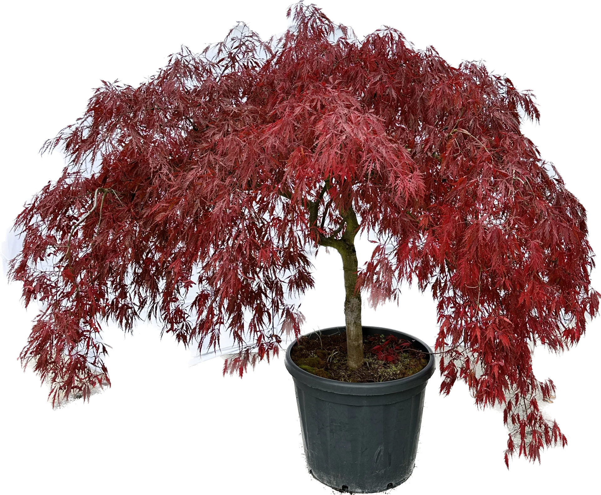Acer palmatum 'Dissectum Garnet' (Klon palmowy 'Dissectum Garnet')