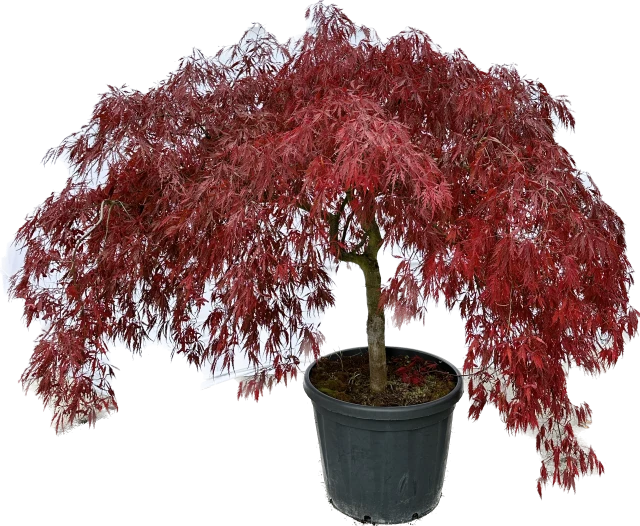 Acer palmatum 'Dissectum Garnet' (Klon palmowy 'Dissectum Garnet')