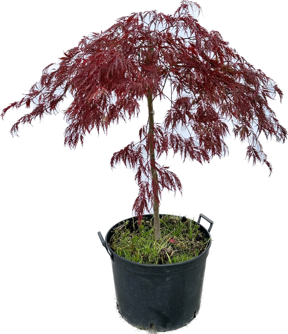 Acer palmatum 'Dissectum Garnet' (Klon palmowy 'Dissectum Garnet')