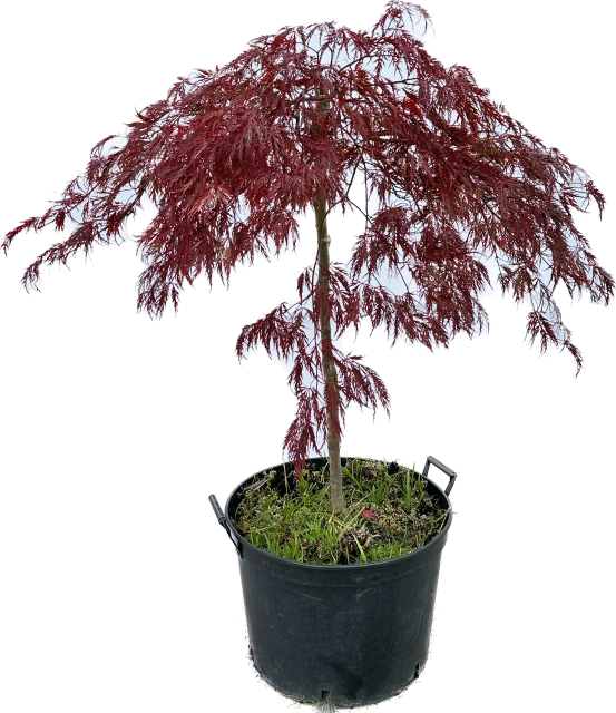Acer palmatum 'Dissectum Garnet' (Klon palmowy 'Dissectum Garnet')